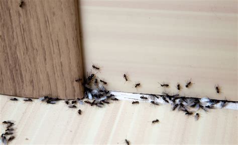 大樓格局 房間小螞蟻